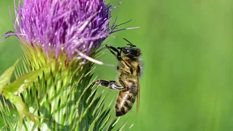 Bee on a flower washes his face. Stock Footage 80346048