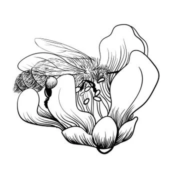 Bee on a flower on white background. vector monochrome illustration Illustrazione stock