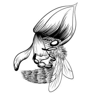 Bee on a flower on white background. vector monochrome illustration Stock Illustration