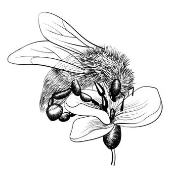 Bee on a flower on white background. vector monochrome illustration Illustrazione stock