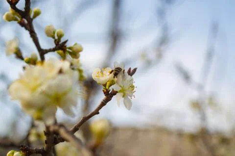 Bee on a flower of the white cherry blossoms. Stock Photos