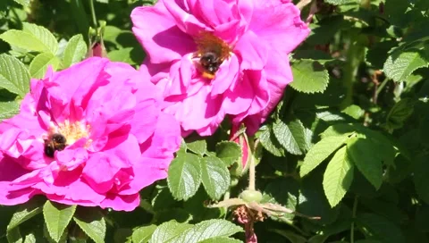 Bee on a flower wild rose Stock Footage 6747294