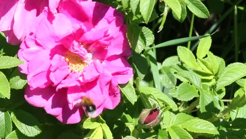 Bee on a flower wild rose2 Stock Footage 6748802