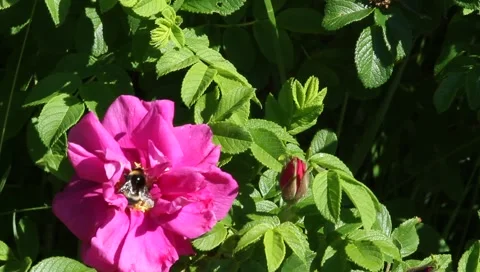 Bee on a flower wild rose3 Stock Footage 6751613