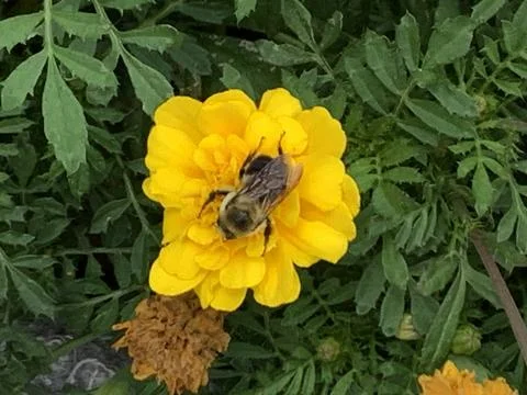 Bee on flower yellow Stock Photos