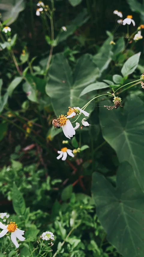Bee on a flower,daisy, macro, yellow, bee, insect, flowers, plant, summer, fly Stock Footage 237260095