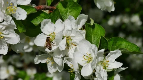 A bee on a flowering apple tree branch collects nectar. Video stock 274362269