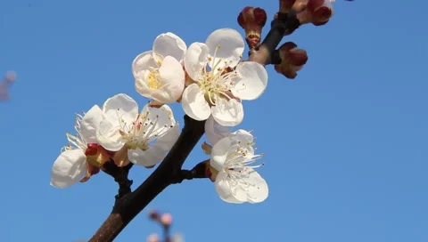 Bee on flowering apricot Stock Footage 3817841