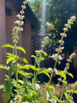 Bee on flowering basil Stock Photos