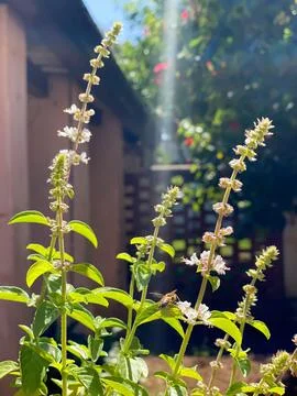 Bee on flowering basil Stock Photos