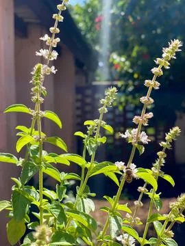Bee on flowering basil Stock Photos