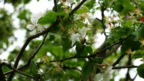 A bee on a flowering cherry plum 스톡 동영상 233099511