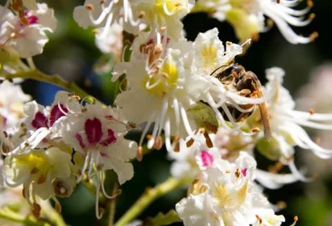Bee on flowering chestnut Foto stock
