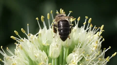 Bee on a flowering onion Stock Footage 11898111