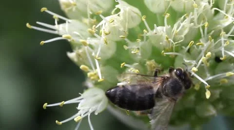 Bee on a flowering onion Stock Footage