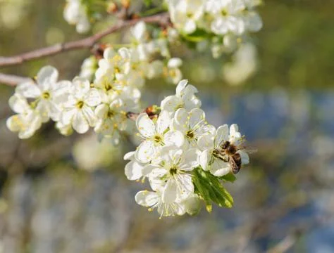 Bee on a flowering tree branch in spring Stock Photos