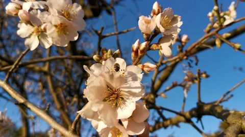 A bee is a flowering tree. Spring flower background. Vídeos de archivo 169833542