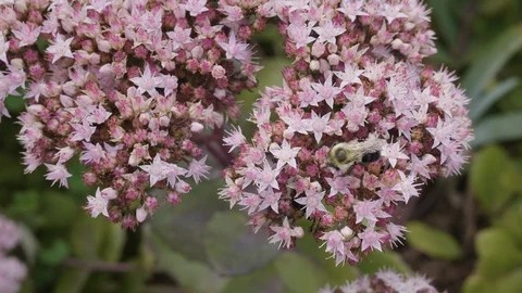 Bee On Flowers 4K Stock Footage 115715344