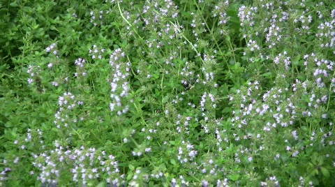 Bee on flowers Stock Footage 460960
