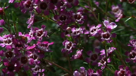 Bee On Flowers Stock Footage 479144