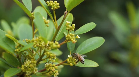 Bee on flowers Stock Footage 38499228