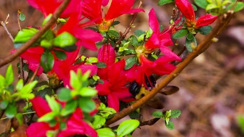 Bee on Flowers Stock Footage 69777577