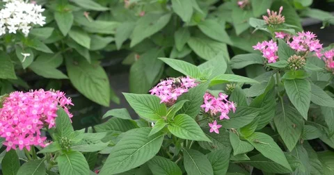 Bee On Flowers Stock Footage 74536415