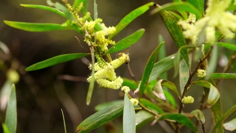 Bee In Flowers Stock Footage 74644119