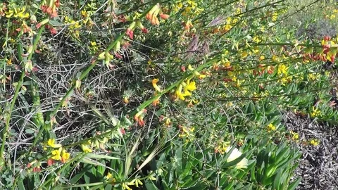 Bee on flowers Stock Footage 76688192