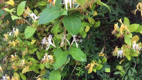 Bee on flowers Stock Footage 76999836