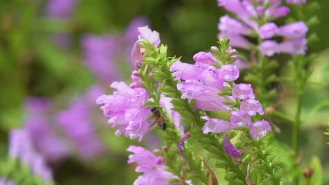 Bee On Flowers 動画素材 85492793