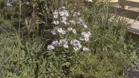Bee on Flowers Stock Footage 90923340