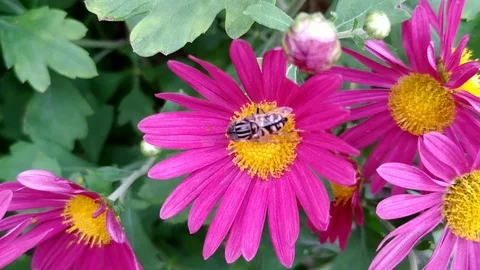 Bee &amp; Flowers Stock Footage 126832966