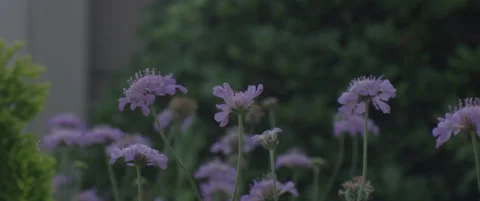 Bee on Flowers Stock Footage 137036549