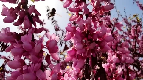 Bee in flowers Video stock 152328565