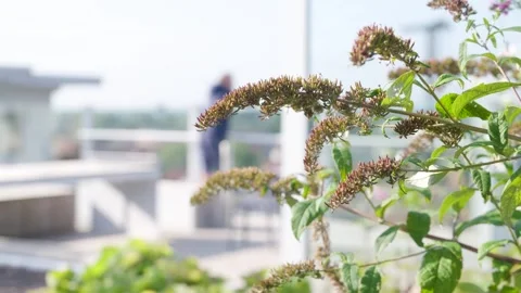 Bee in flowers Stock Footage 240180019