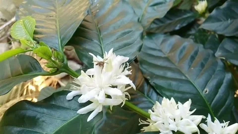 A bee on flowers Stock Footage 278199284