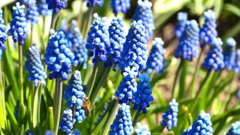 Bee on flowers in the garden Video stock 204025518