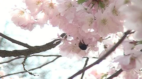 Bee in the flowers garden. Harwesting nectar. Bumblebee in the flowers. 스톡 동영상 10883448