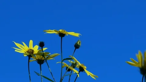 The bee on the flowers of Jerusalem artichoke Video stock 115469302