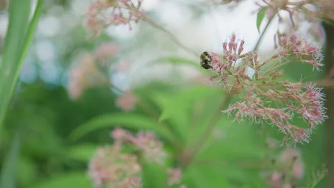 Bee on Flowers in the Late Afternoon Video stock 340678804