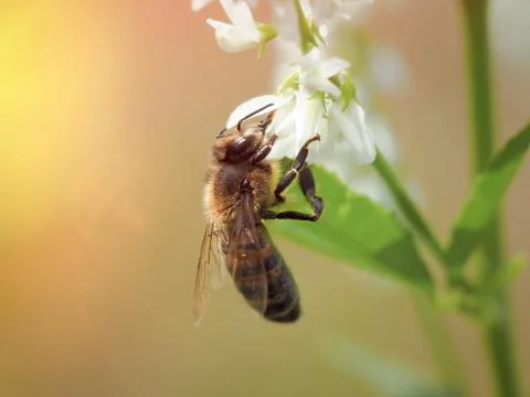Bee on the flowers of Melilotus. Macro Stock Photos