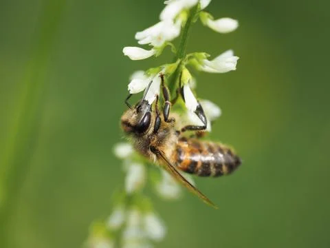 Bee on the flowers of Melilotus. Macro Stock Photos