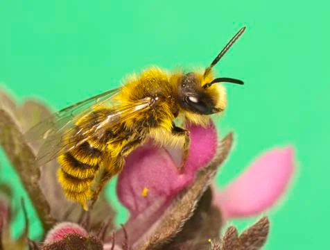 Bee on flowers Stock Photos