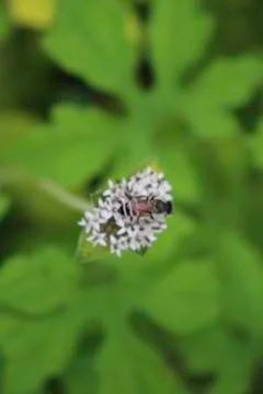 Bee on flowers 库存照片