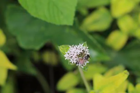 Bee on flowers Stock Photos