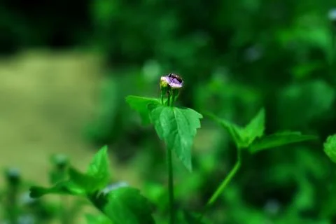 Bee on flowers Stock Photos