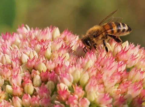 Bee on flowers. Stock Photos