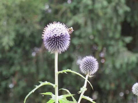 Bee on flowers Stock Photos