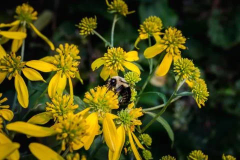 Bee in the Flowers Stock Photos
